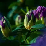 Naturligt sneglehegn: sådan beskytter du bedene