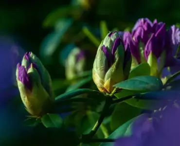 Hvornår skal rhododendron beskæres? Sådan får du flest blomster og sundeste planter