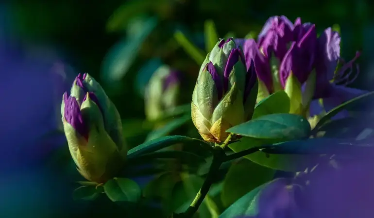 Hvornår skal rhododendron beskæres? Sådan får du flest blomster og sundeste planter