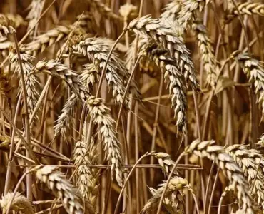 Landbrug i Danmark: Hvordan landet bidrager til fødevareproduktionen