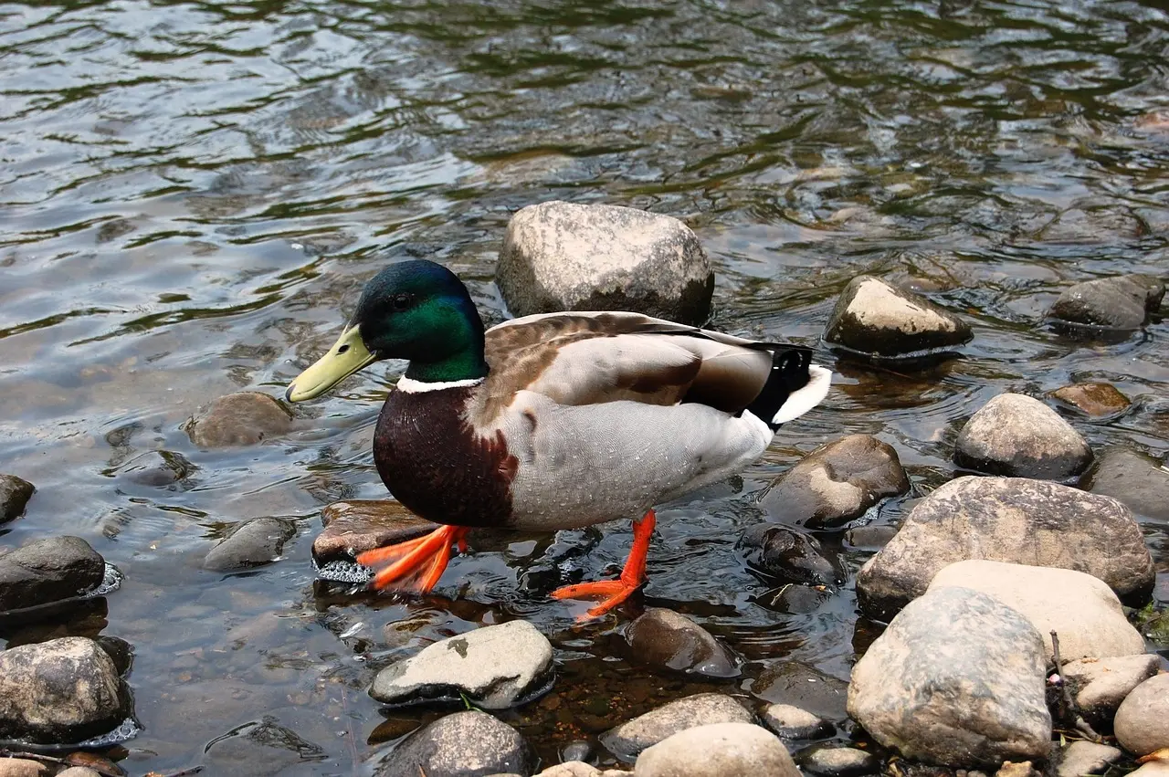 Løsningsord til Brat krydsord