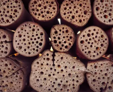 Sådan placerer du insekthotellet: højde, retning og sol