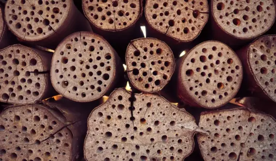 Sådan placerer du insekthotellet: højde, retning og sol