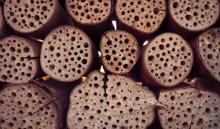 Sådan placerer du insekthotellet: højde, retning og sol