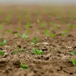 Madpakkeidéer til det kræsne skolebarn