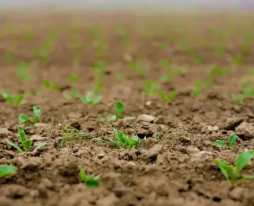 Såtid og rækkeafstand for rødbeder i højbede