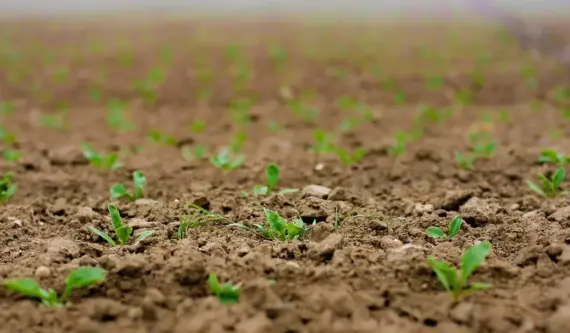 Såtid og rækkeafstand for rødbeder i højbede