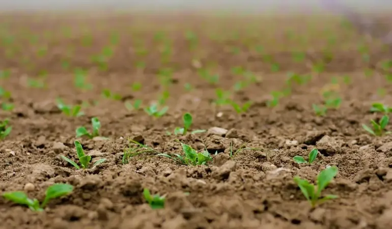 Såtid og rækkeafstand for rødbeder i højbede