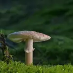 Etikette: Sådan melder du afbud til hjemmefesten uden drama