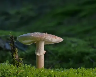 Trin for trin: Sådan bygger du et OSB-gulv på strøer