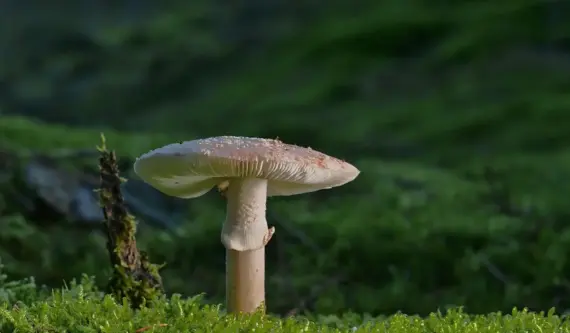 Trin for trin: Sådan bygger du et OSB-gulv på strøer